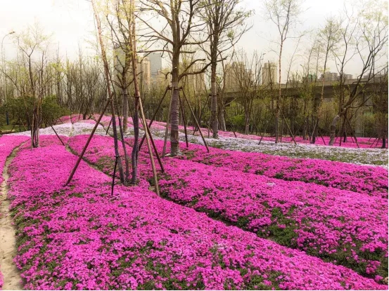 一片陌上芝樱海 | 机场路绿廊设计